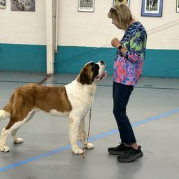 Saint Bernard Puppies from St Peter’s Gate Pups