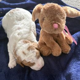 River - Parti female Goldendoodle puppy in Grand Rapids, Michigan from Deszy’s Goldendoodle Pups