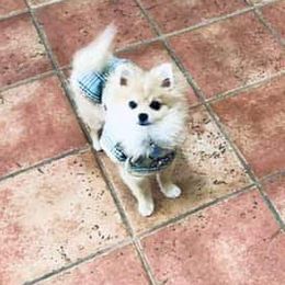 Pomeranian Puppies from KB Pom Pups