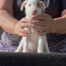 Girl 3 - White and red female Ibizan Hound puppy in Oklahoma from Nevaeh Ibizan Hounds