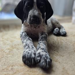 Teal Female - Black and white female German Shorthaired Pointer puppy in Linton, Indiana from Red White and Blue Kennel