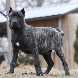 Red Collar - Tiger male Perro de Presa Canario puppy in Pocahontas, Illinois from Cabeza Grande Kennel