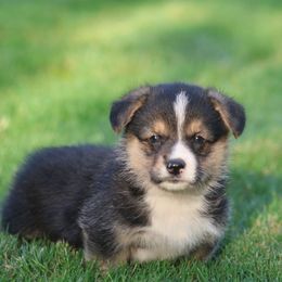 Captain - Black and tan male Pembroke Welsh Corgi puppy in Morgantown, Pennsylvania from Goldstar Puppies (License Number 18519)
