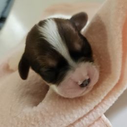 Girl 3 - Chocolate female Cavapoo puppy in Grayville, Illinois from Debs Doodles, Cavapoos, Cavadoodles