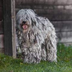 Ghita - Bergamasco Sheepdog