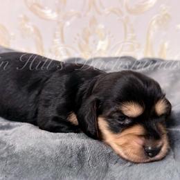 Girl 3 - Black and cream female Dachshund puppy in Jonesboro, Illinois from Twin Hills Dachshunds