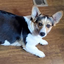 Pembroke Welsh Corgis from M&H Corgi Valley