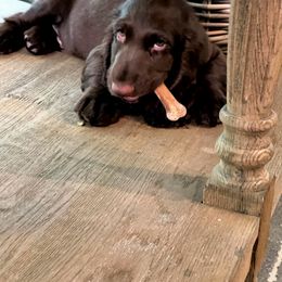 Field Spaniel Puppies from Arietta Field Spaniels