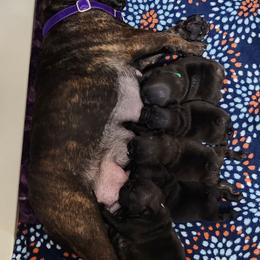 French Bulldogs from Ruffini French Bulldogs