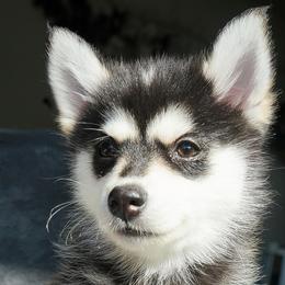Cornelia - Black and white Pomsky puppy in Los Angeles, California from CaliMex Pomskies