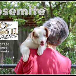 Yosemite - Red merle male Miniature Australian Shepherd puppy in Madisonville, Texas from Flying LL Aussies