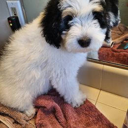 Reed - Tri-color male Bernedoodle puppy in Pismo Beach, California from Beach Bernedoodles