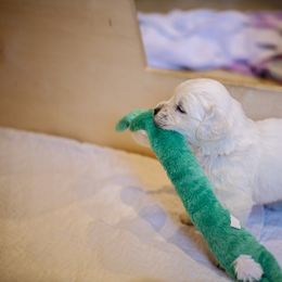 Golden Retriever Puppies from Faded Ash Goldens