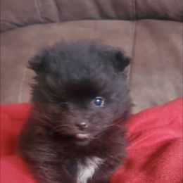 Pomeranian Puppies from Fancy Paws Pomeranian