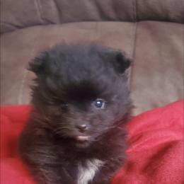Pomeranian Puppies from Fancy Paws Pomeranian