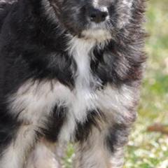 Bernedoodles, Bordoodles, and Poodles from Pacific Northwest Doodles