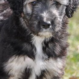 Bernedoodles, Bordoodles, and Poodles from Pacific Northwest Doodles
