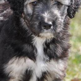 Bernedoodles, Bordoodles, and Poodles from Pacific Northwest Doodles