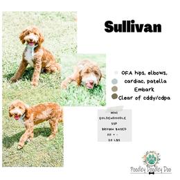 Sully - Goldendoodle