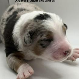 Aggie - Blue merle female Australian Shepherd puppy in Gowen, Michigan from XA AUSTRALIAN SHEPHERDS