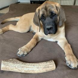 Mastiff Puppies from Mama’s Mastiffs