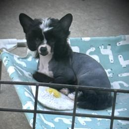 Boy 2 - male Chinese Crested puppy in Tomball, Texas from Gracieux Chinese Cresteds