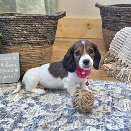 AKC Meet Chloe :) - Piebald female Dachshund puppy in Centerville, Iowa from Barnyard Dachshunds, Dals & Doodles
