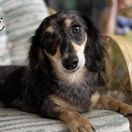 Ravioli - Dachshund