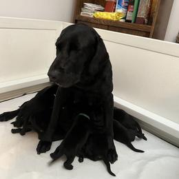 Irish Setter and Labrador Retriever Puppies from Kilkieran Kennels and Snowstorm Labradors