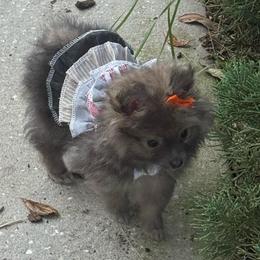 Orange - Wolf sable female Pomeranian puppy in Apollo Beach, Florida from Sherlock’s Poms