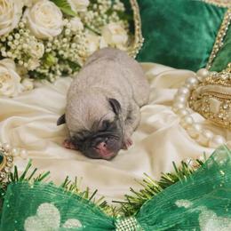 Fawn Boy - Fawn male Pug puppy in Tulsa, Oklahoma from Locust Creek Pugs