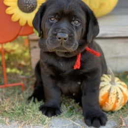 Labrador Retriever Puppies from Ashland Labradors