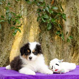 Peppermint - Black tri-color male Australian Shepherd puppy in Alma, Georgia from Epiphany Australian Shepherds