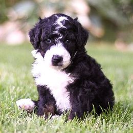 Bernedoodles, Goldendoodles, and Poodles from Scarlett Pups