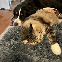 Bernese Mountain Dog and Pembroke Welsh Corgi All Grown Up from Concerto Corgis