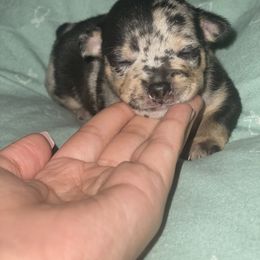 Chihuahua Puppies from Tulum Chihuahuas