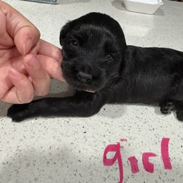 Girl 1 - Phantom female Goldendoodle puppy in Florida from Doodles & Danes