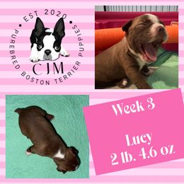 Aster - Red female Boston Terrier puppy in Jupiter, Florida from CJM Boston and Boxer Puppies