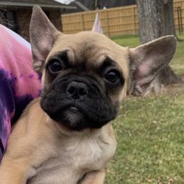 French Bulldogs from Joie De Vivre