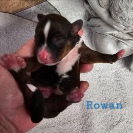Rowan - Sable male Tibetan Terrier puppy in Dorena, Oregon from Angel Tibetans Of Oregon