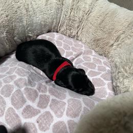 Olly - Black and cream male Dachshund puppy in Proctor, Montana from Blue Star Dachshunds