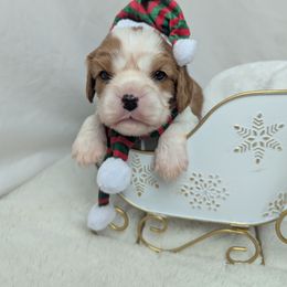 Dasher - Blenheim male Cavalier King Charles Spaniel puppy in Seymour, Missouri from Painted Blessing's AKC Cavaliers LLC