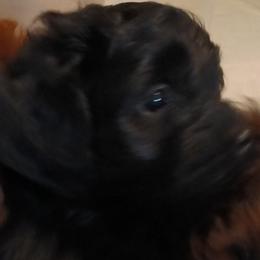 Peter - Black male Cavapoo puppy in East Providence, Rhode Island from Marta's Cavaliers
