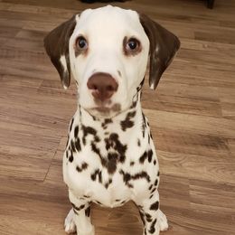 Dalmatians from Dynasty Dalmatians