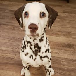 Dalmatians from Dynasty Dalmatians
