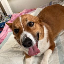Belle - Pembroke Welsh Corgi