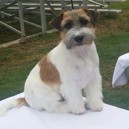 Russell Terrier All Grown Up from Spotswood Jacks