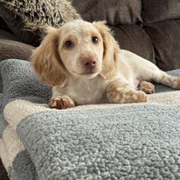Koe - Piebald male Dachshund puppy in Rio, Wisconsin from Three K Miniature Dachshunds