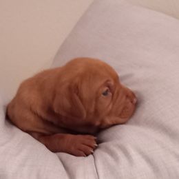 Vizsla Puppies from Foxfire Vizslas