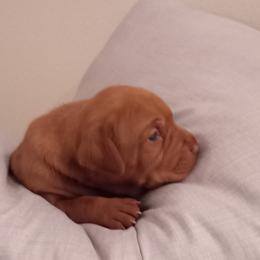 Vizsla Puppies from Foxfire Vizslas
